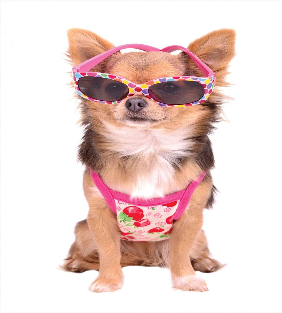 Puppy with Summer Clothes — Pattern