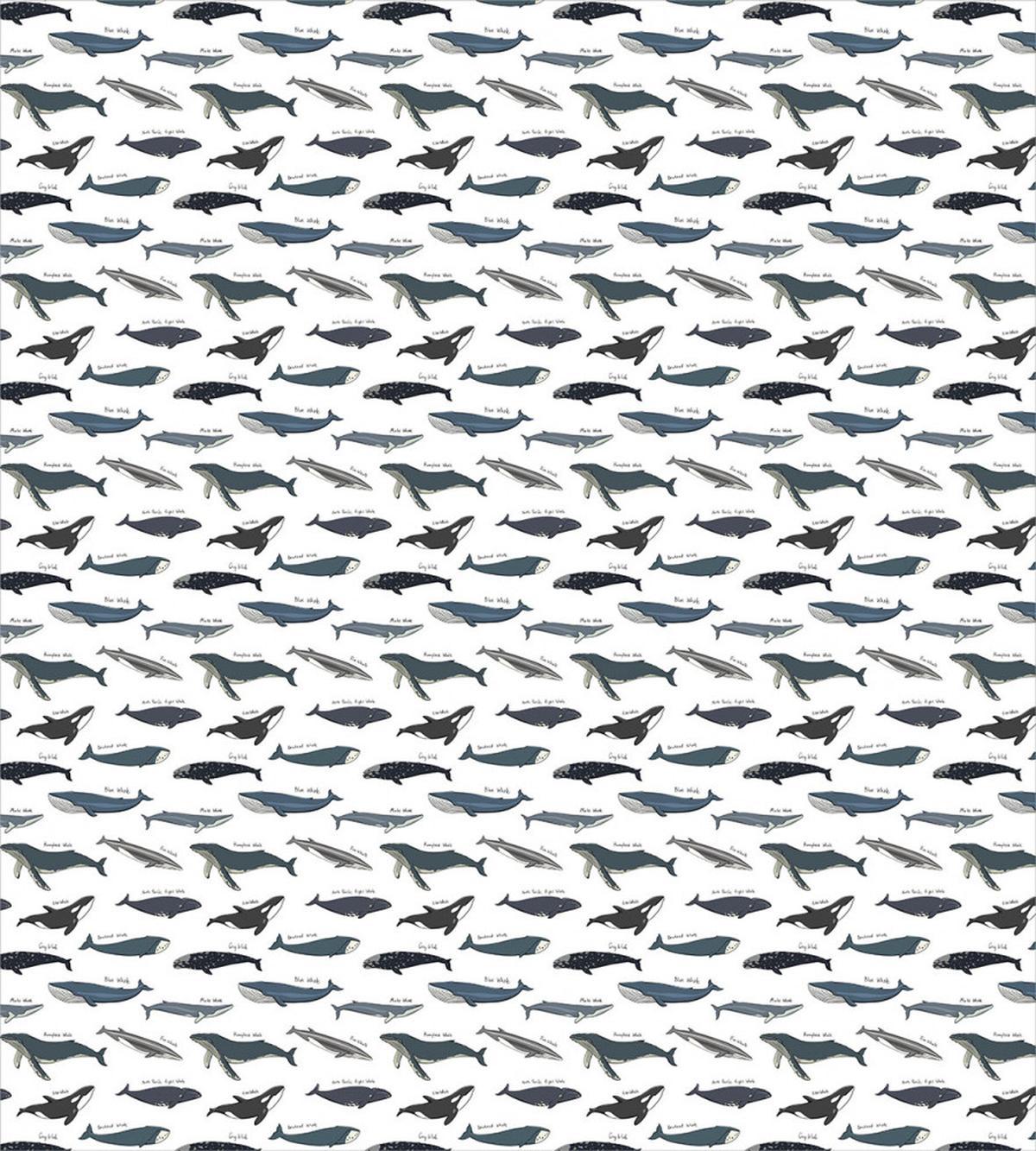Type of Fish Grey Fin Killer — Pattern