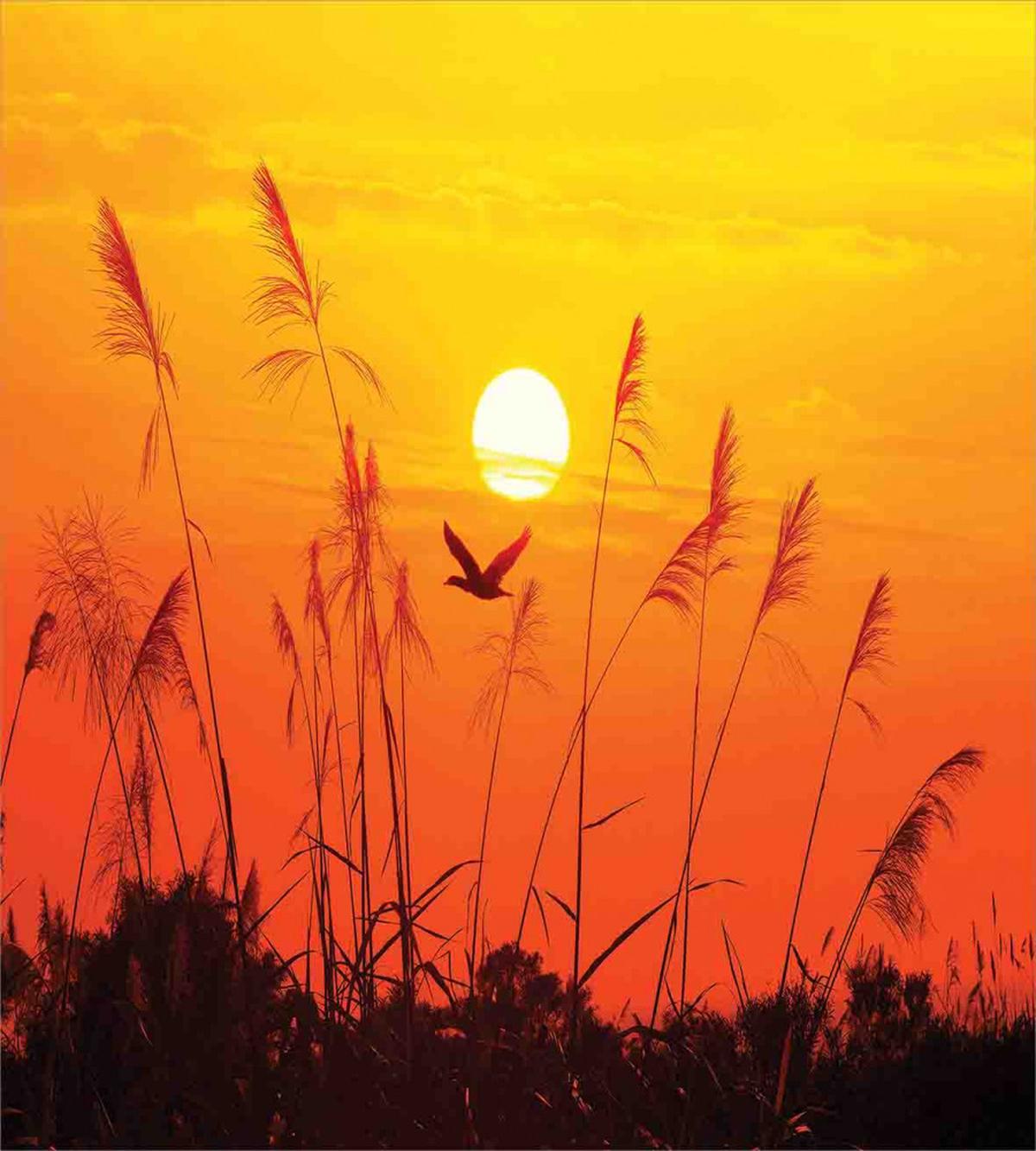 Flying Birds at Dusk — Pattern