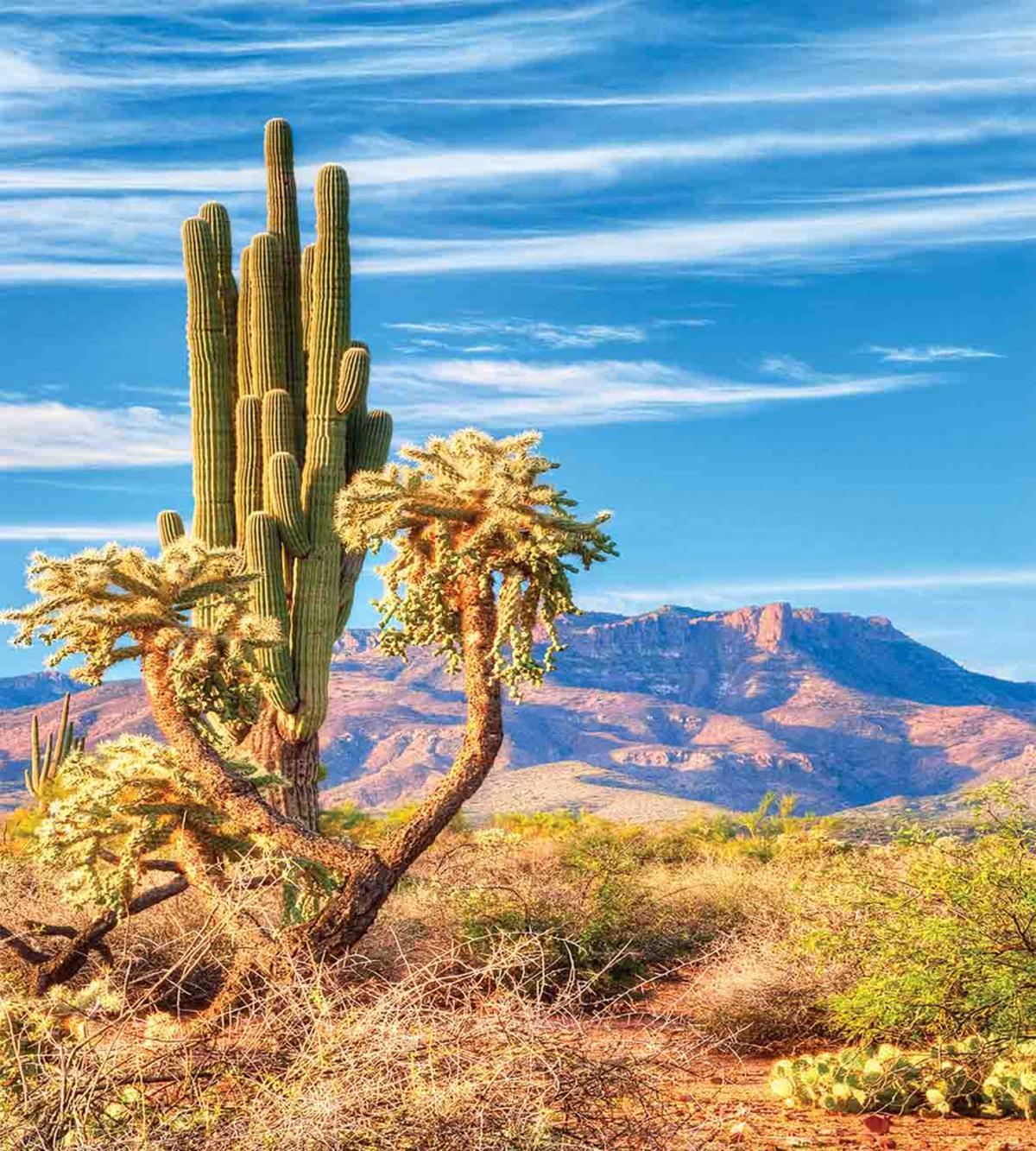 Landscape and Prickle Plant — Pattern