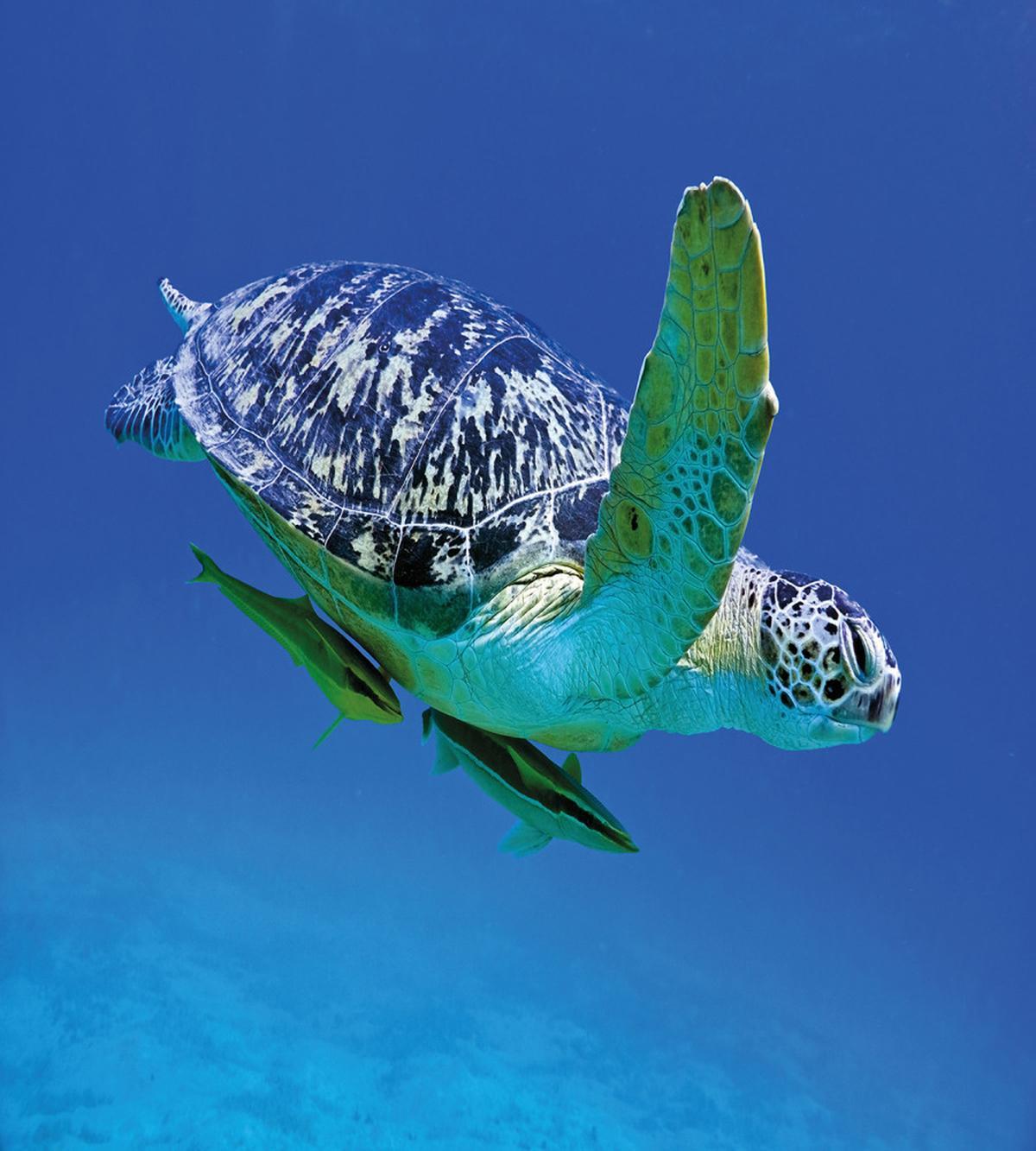 Tropics Turtle Aquarium — Pattern