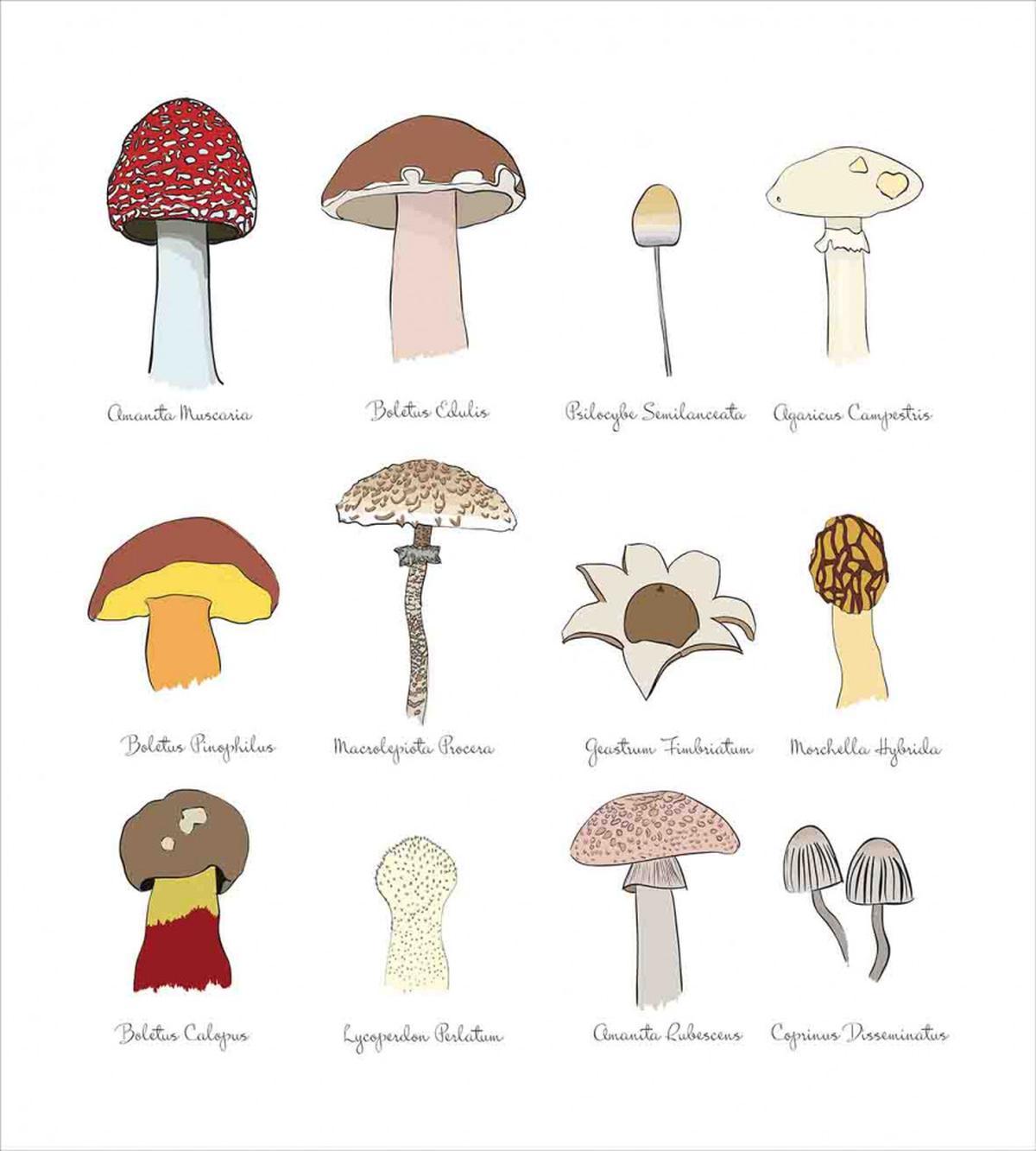 Blusher Boletus Sketch — Pattern