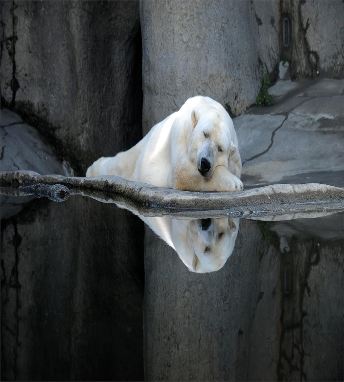 Sleeping Calm Zoo Animal — Pattern