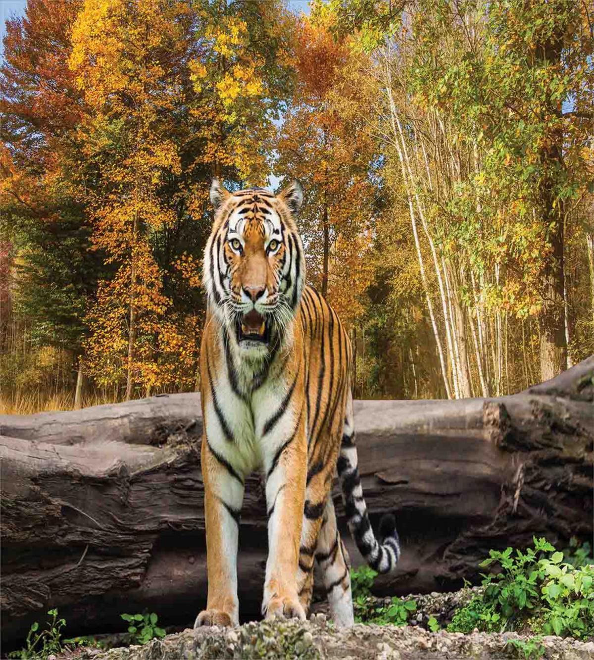 Tiger in Forest — Pattern
