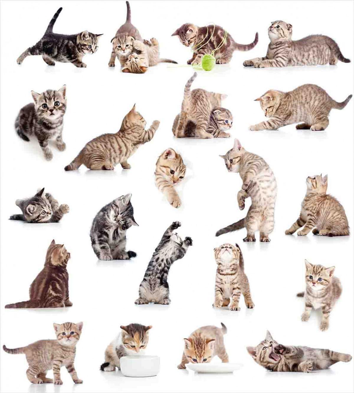 Funny Playful Cats Image — Pattern