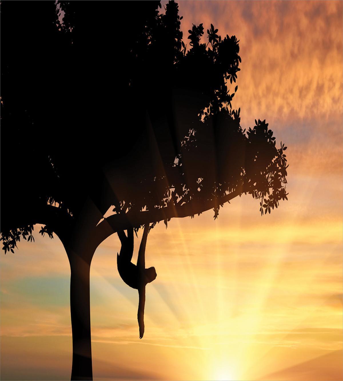 Sunset View Exotic Fauna — Pattern