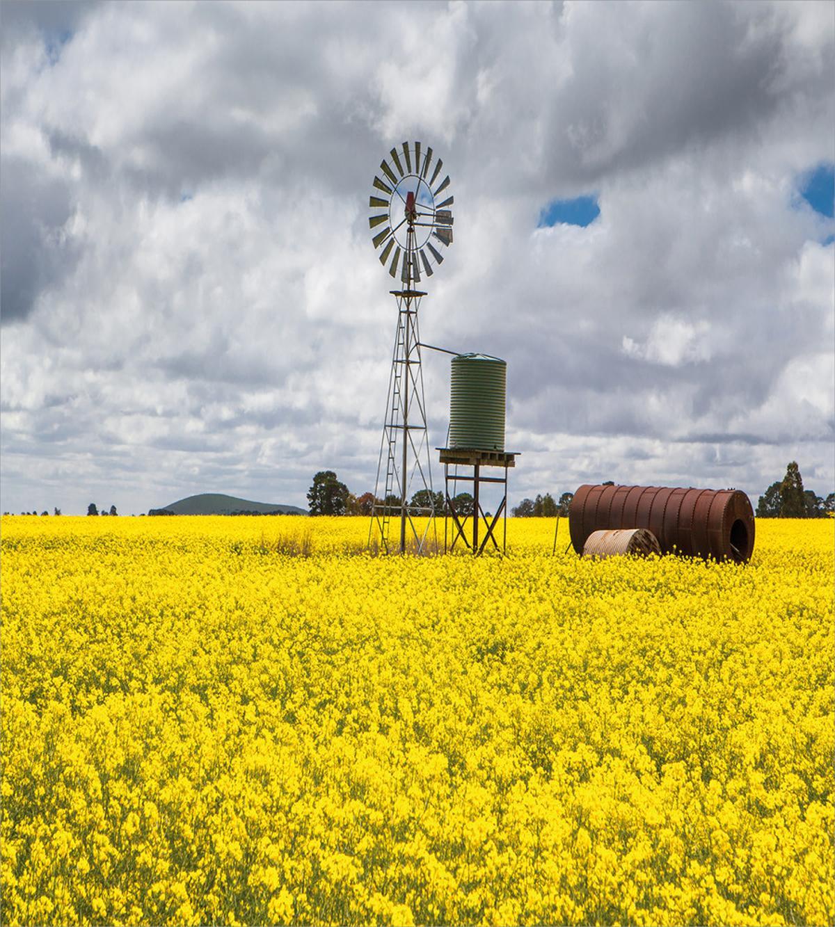 Canola Meadow Stormy — Pattern