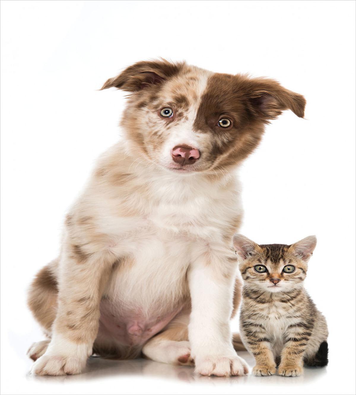Border Collie Puppy — Pattern