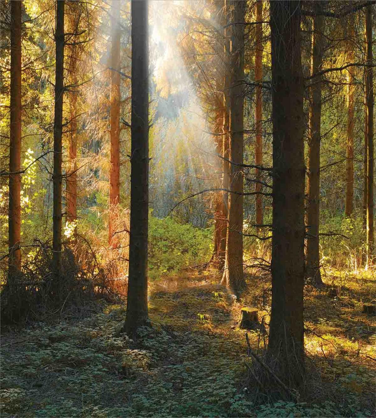 Sunset Dark Pine Trees — Pattern
