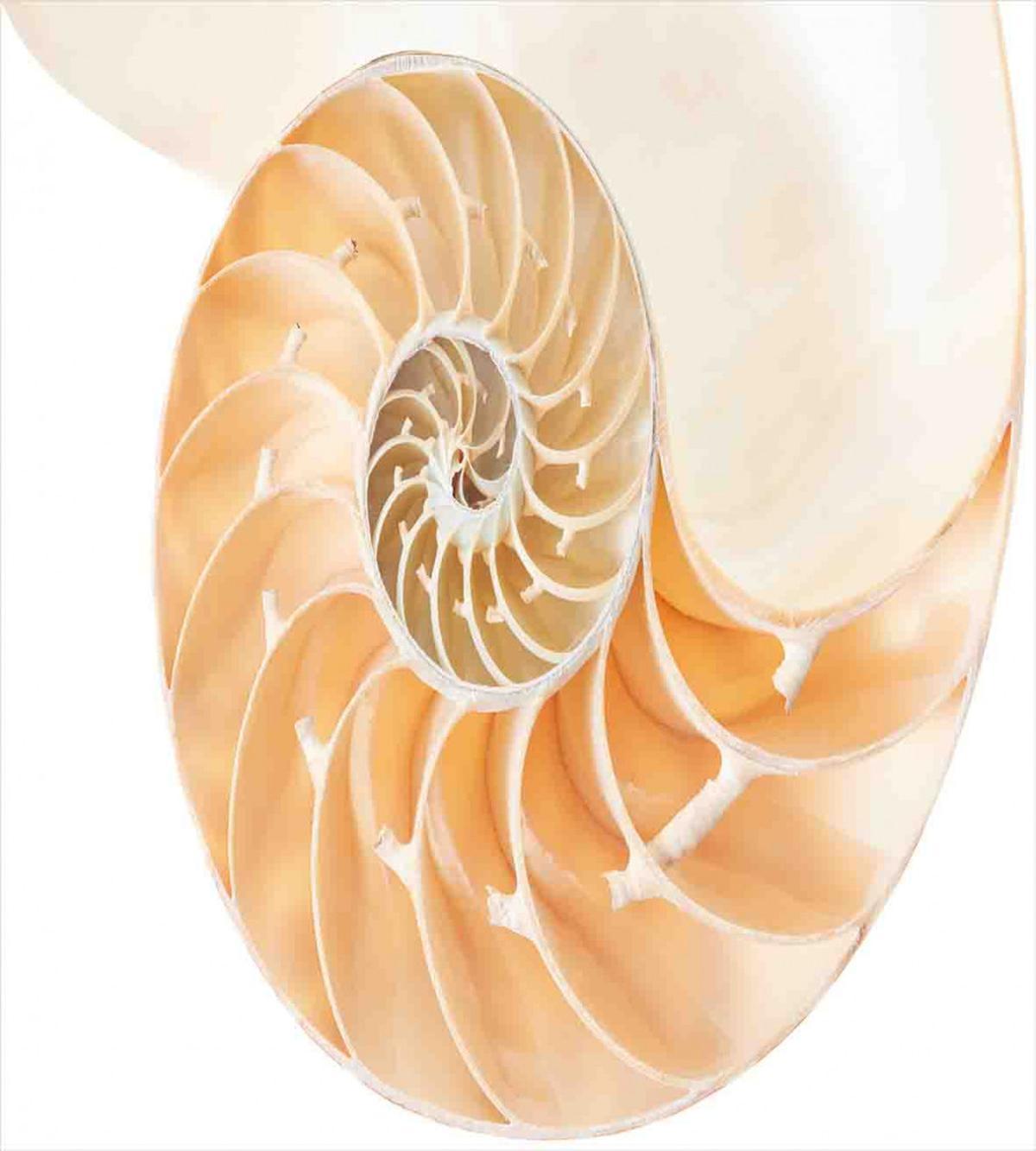 Curves Helix Design — Pattern