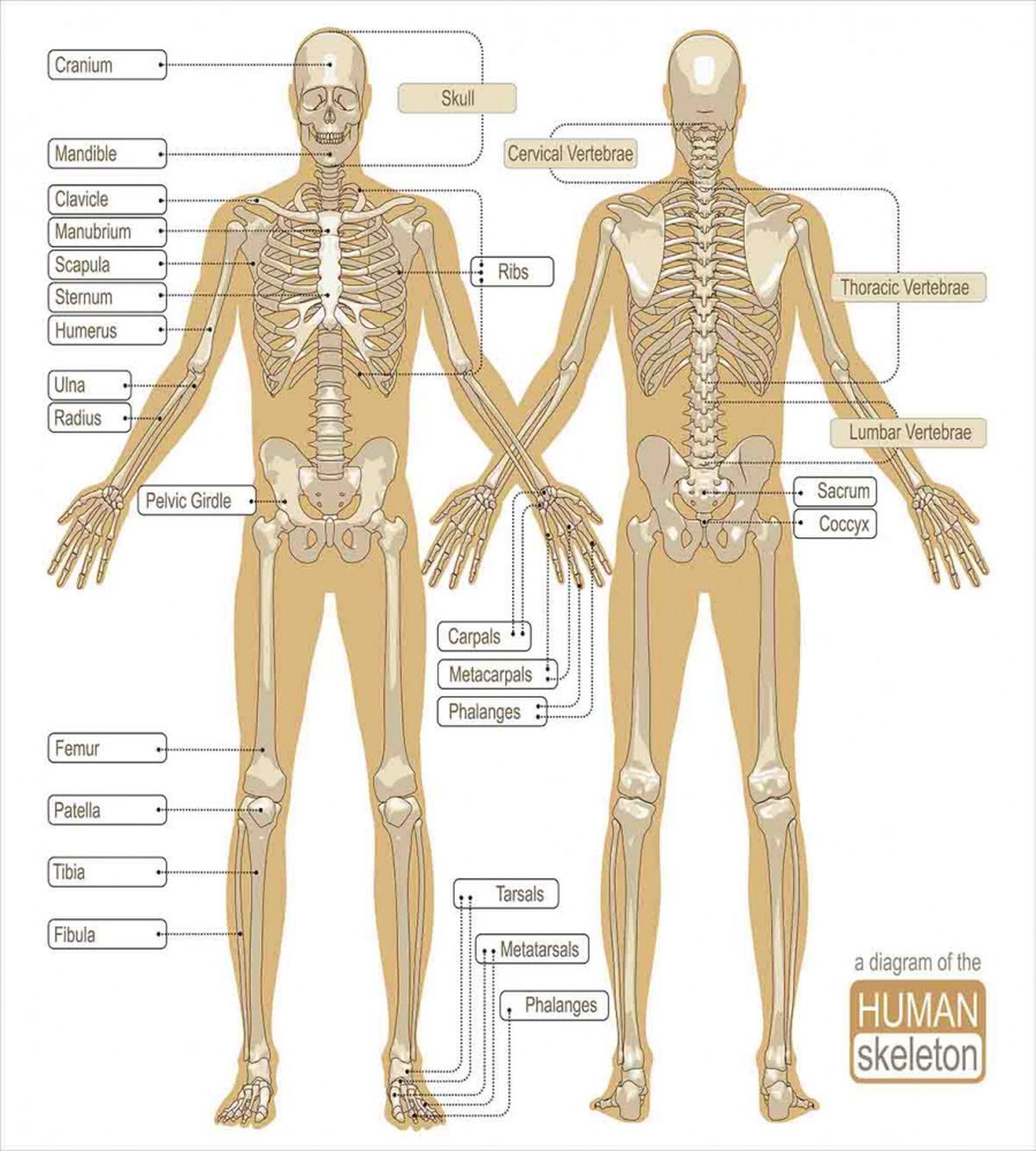 Human Skeleton System — Pattern