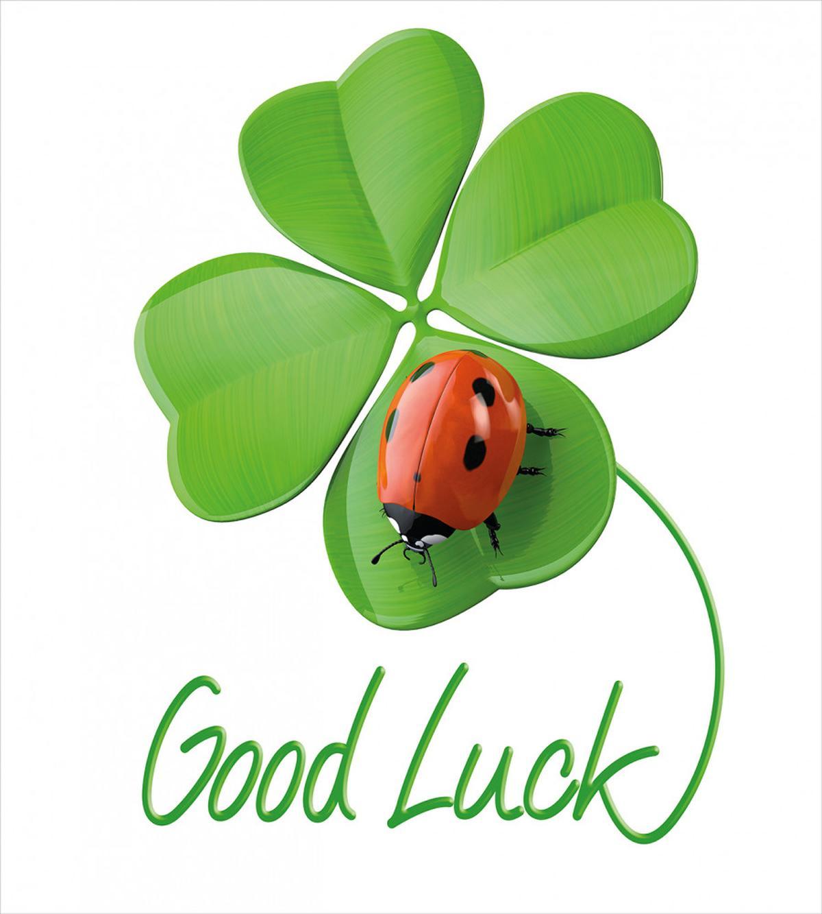 Clover Ladybug — Pattern
