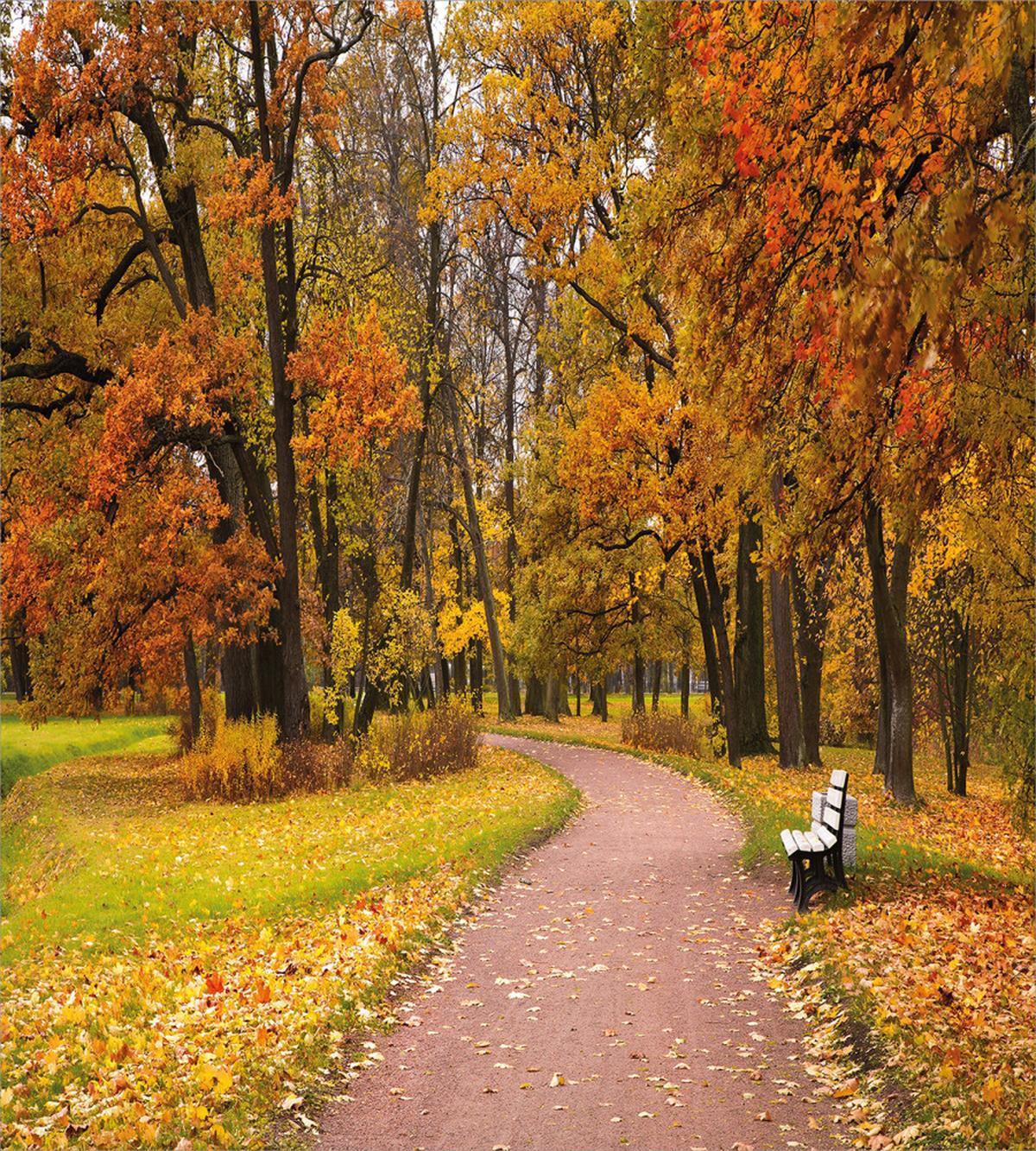 Idyllic Rural Park Woods — Pattern