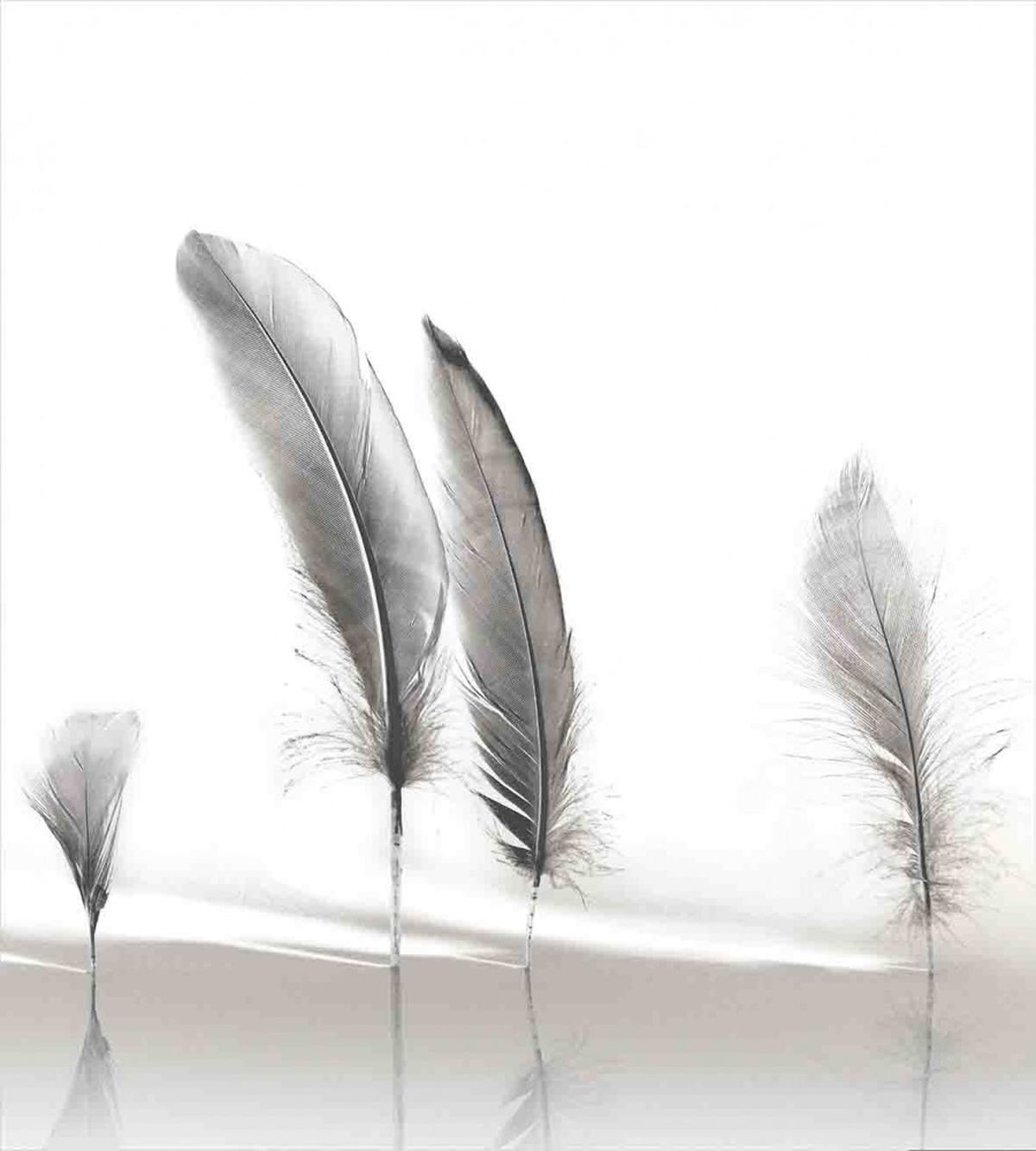 Delictae Plumes Design — Pattern