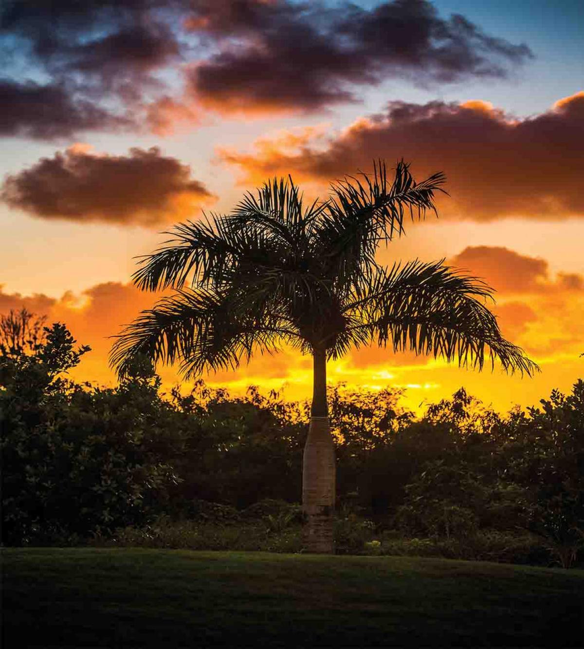 Exotic Tree at Sunset — Pattern