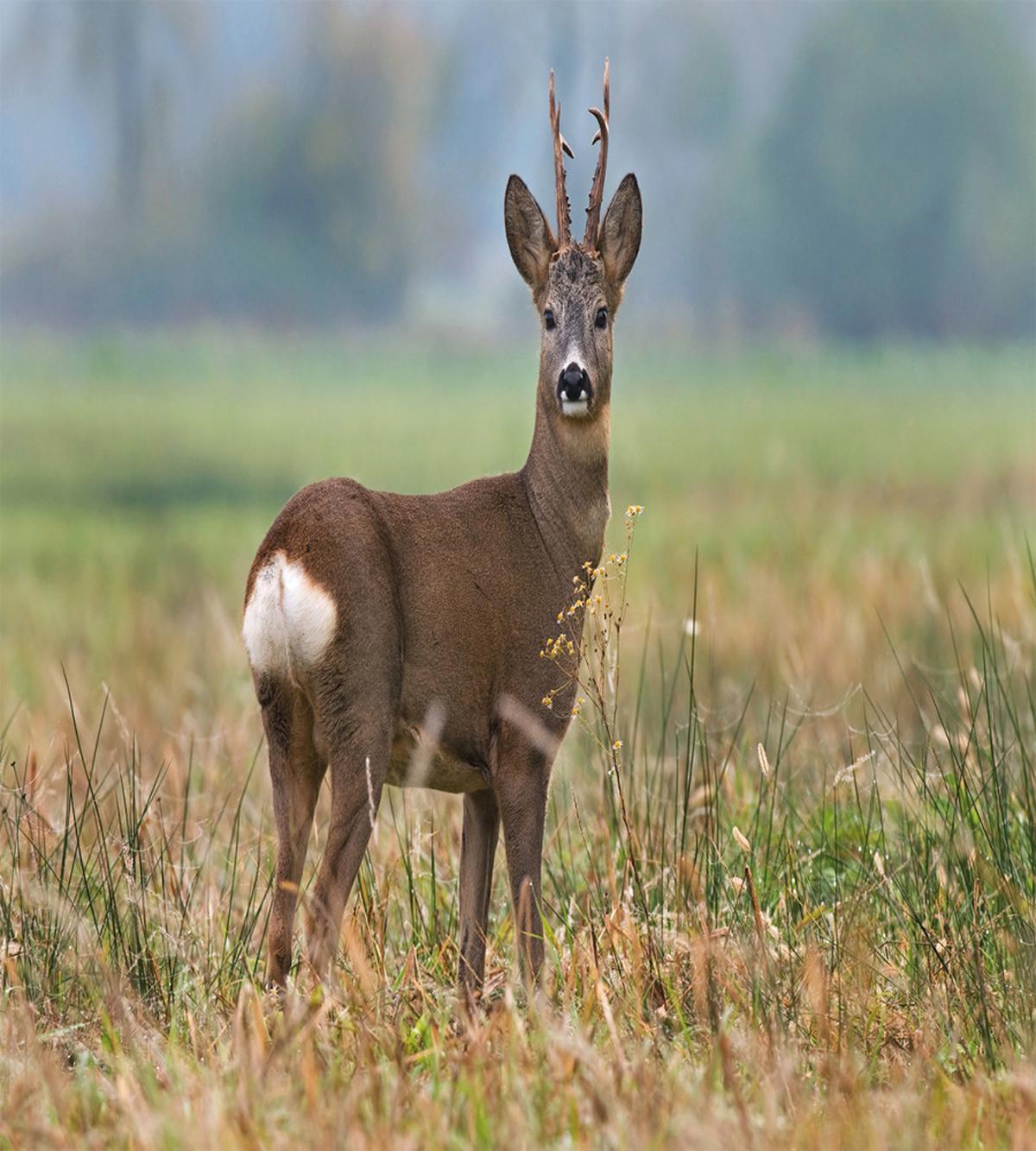 Deer Wildlife — Pattern
