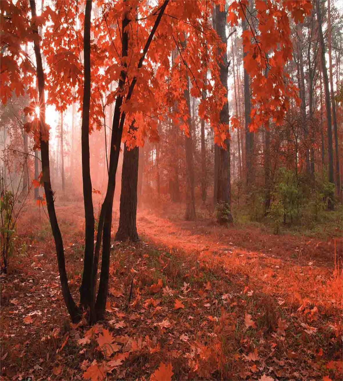 Misty Forest Leaves Orange — Pattern