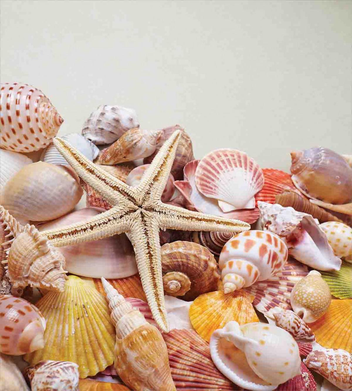 Pile of Seashells Beach — Pattern