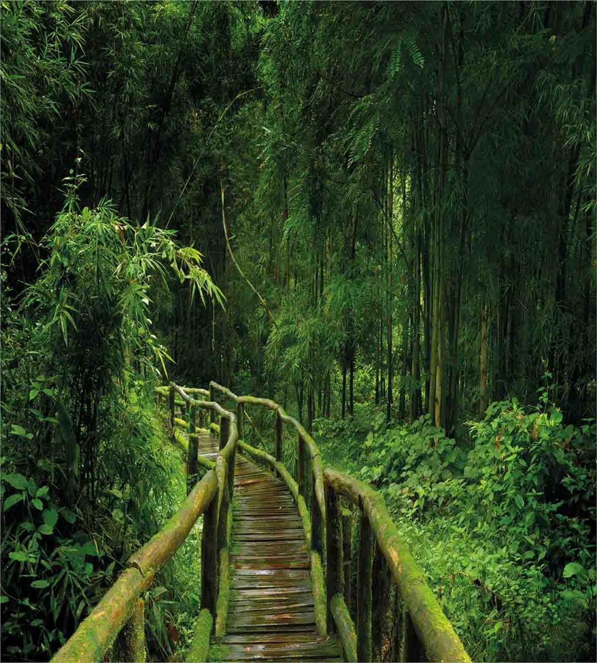 Tropical Thailand Forest — Pattern