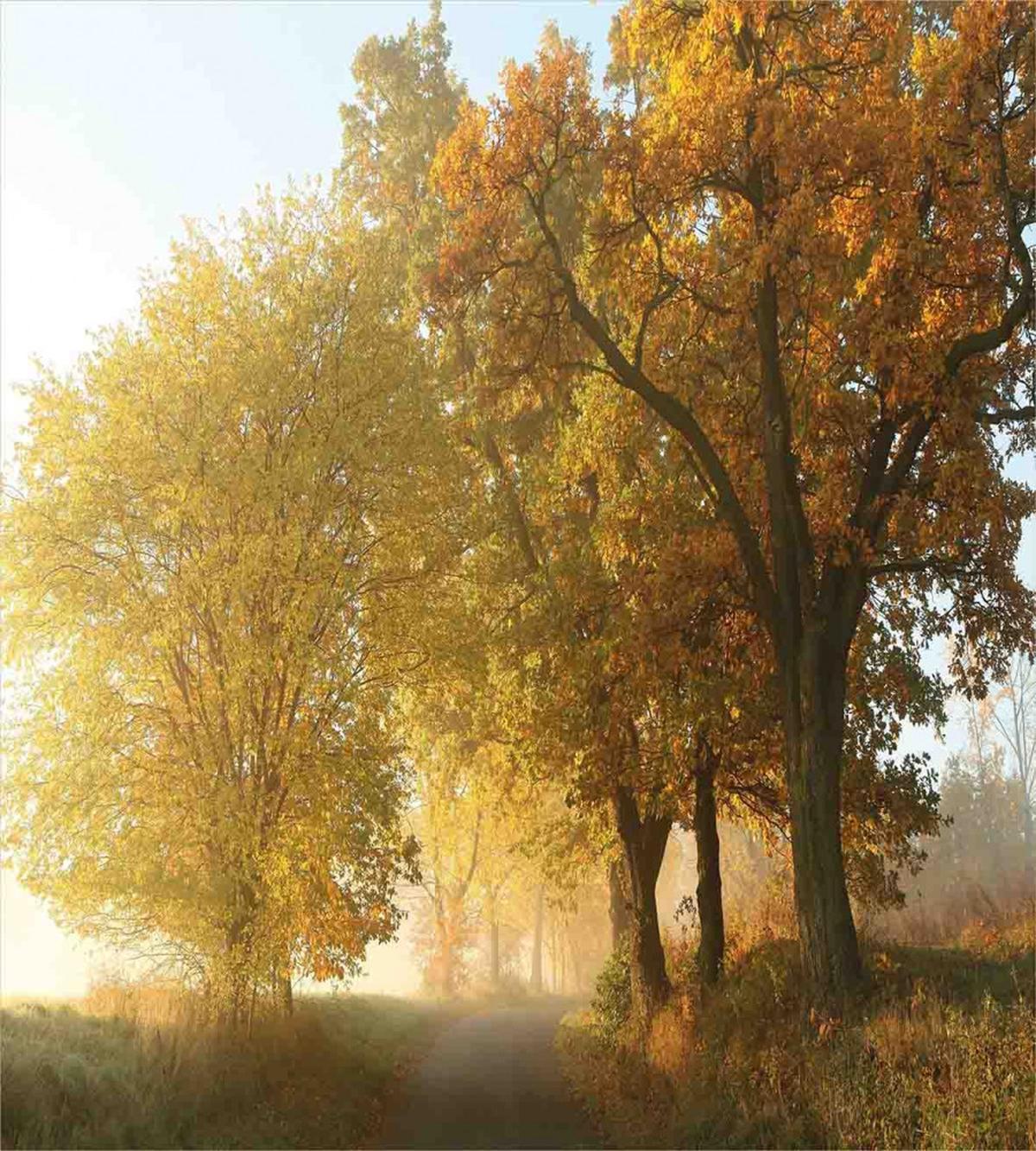 Autumn Morning Scenic — Pattern