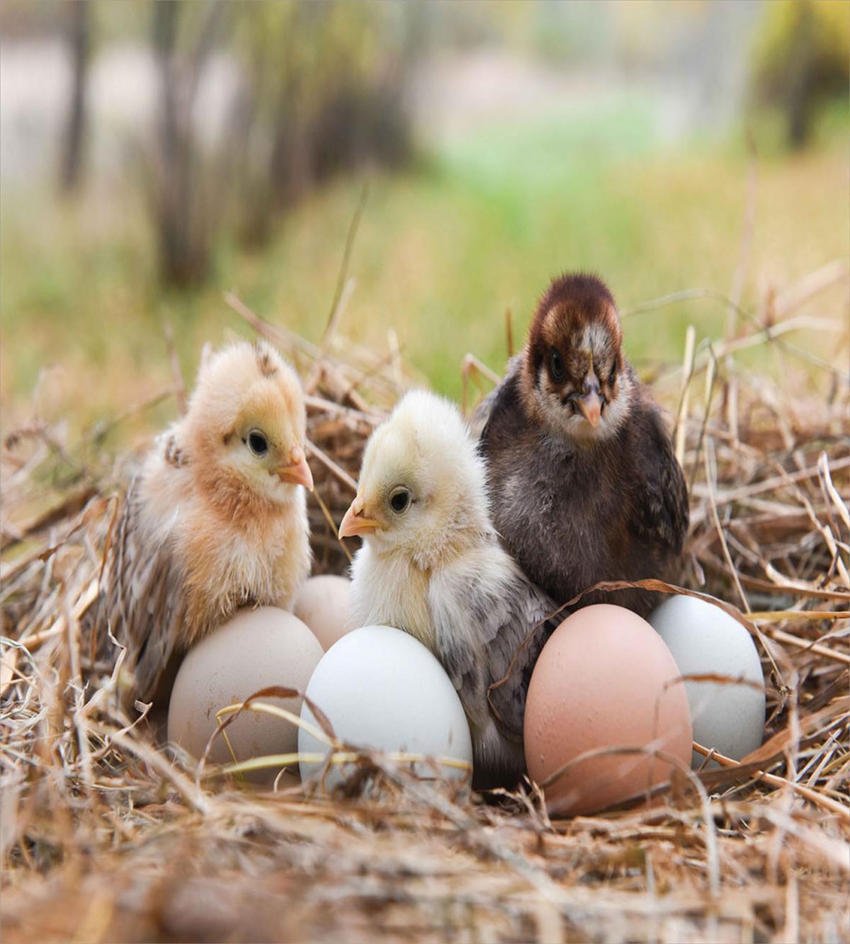 Little Chickens in Hay Eggs — Pattern