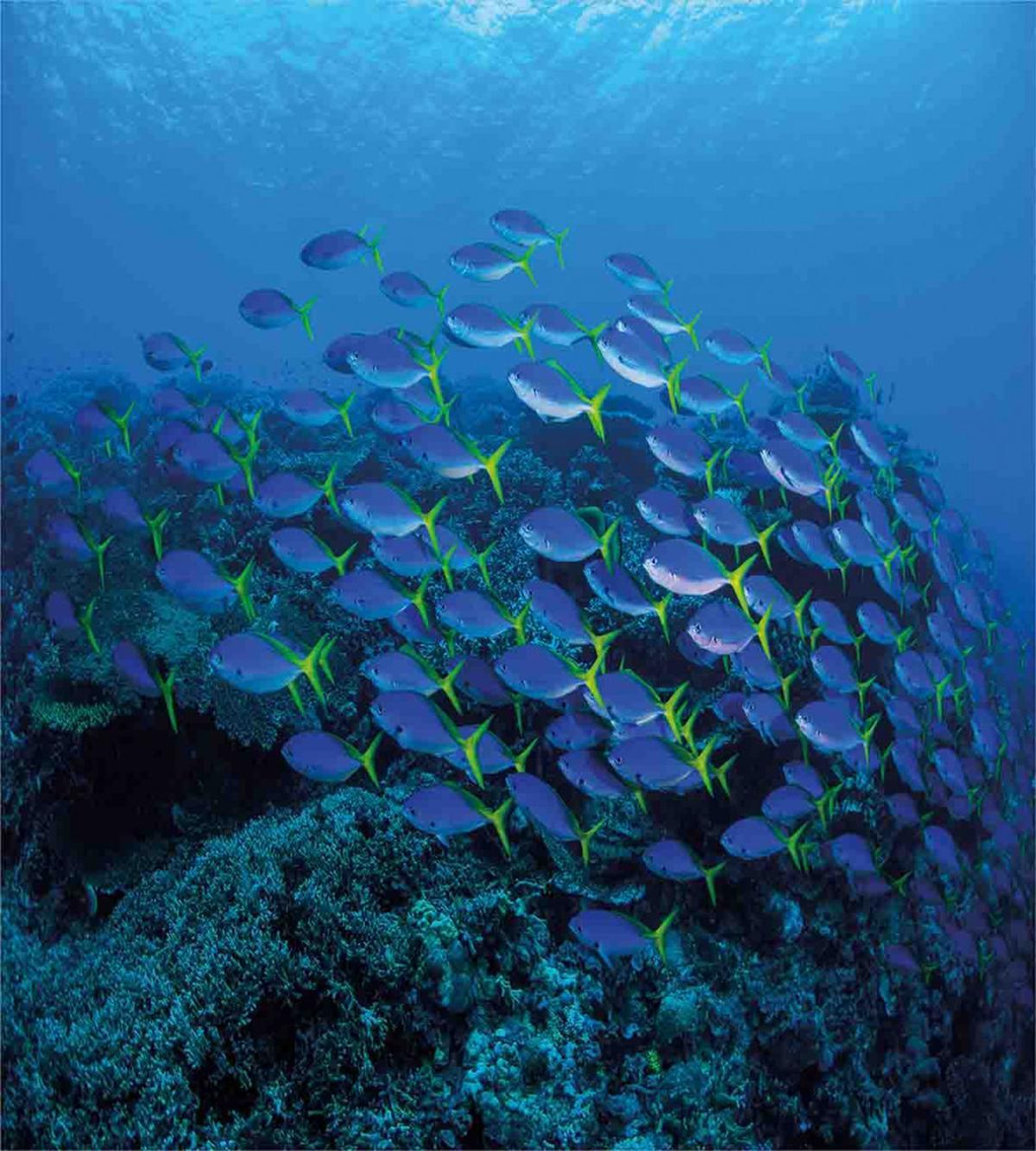Shoal Reef Ocean — Pattern