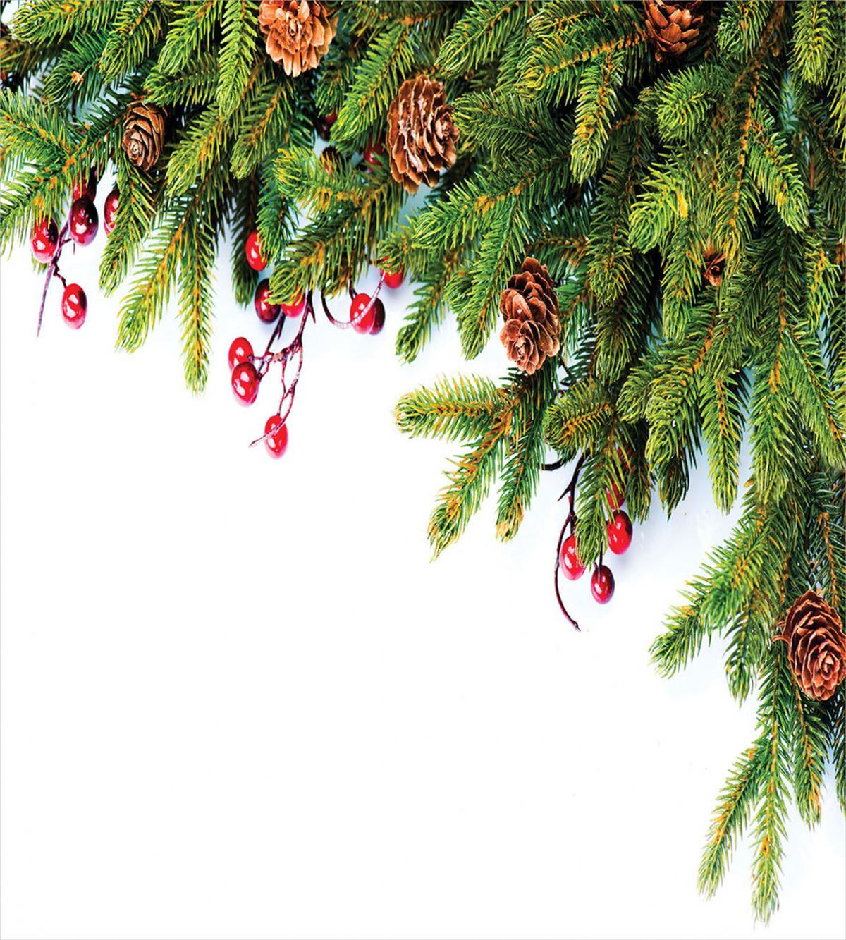 Tree Branches Cones — Pattern