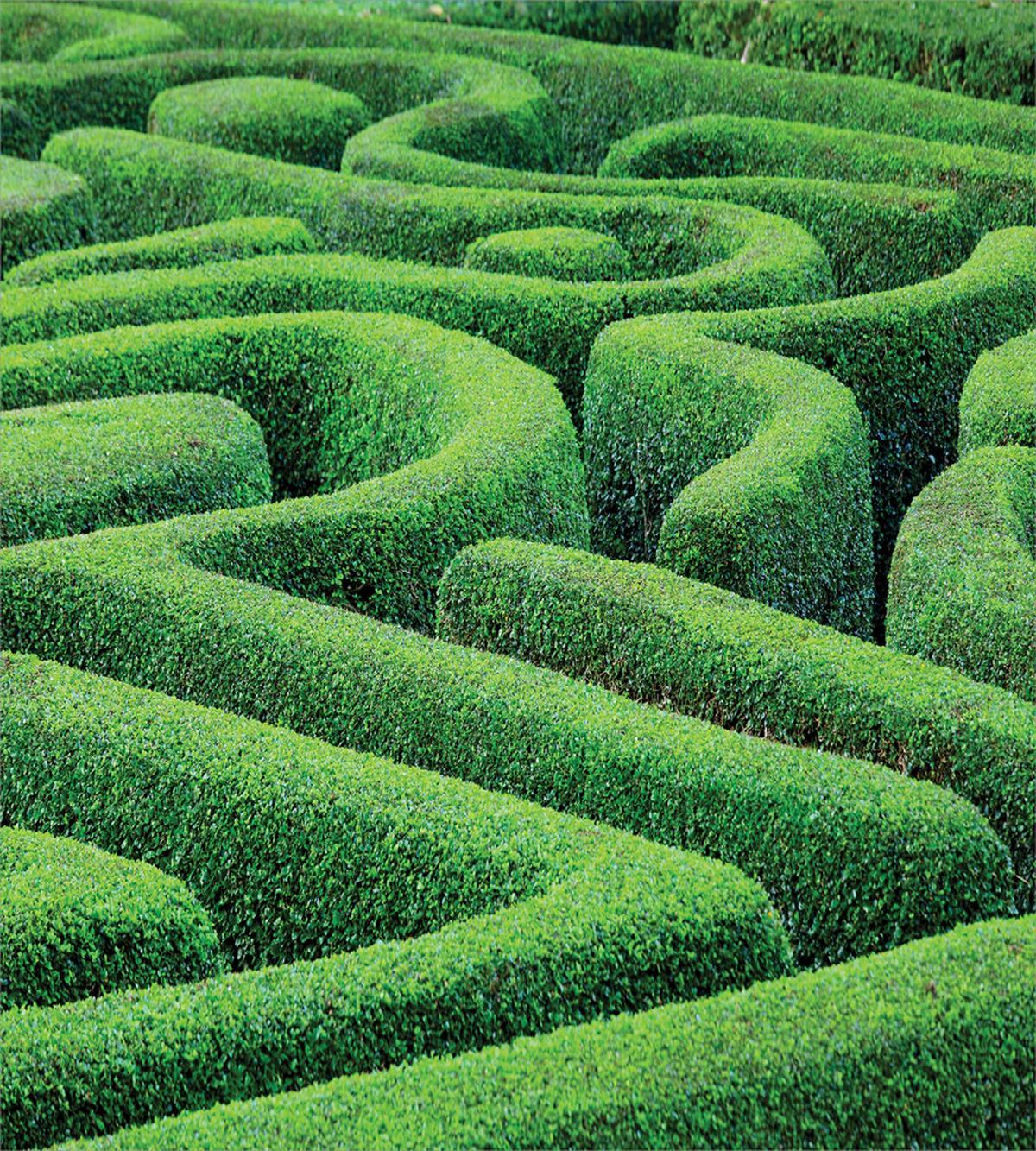 Green Plant Maze Park — Pattern