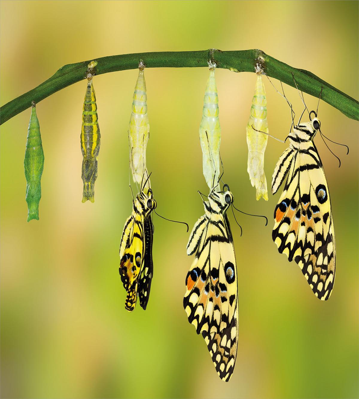 Nature Bug — Pattern