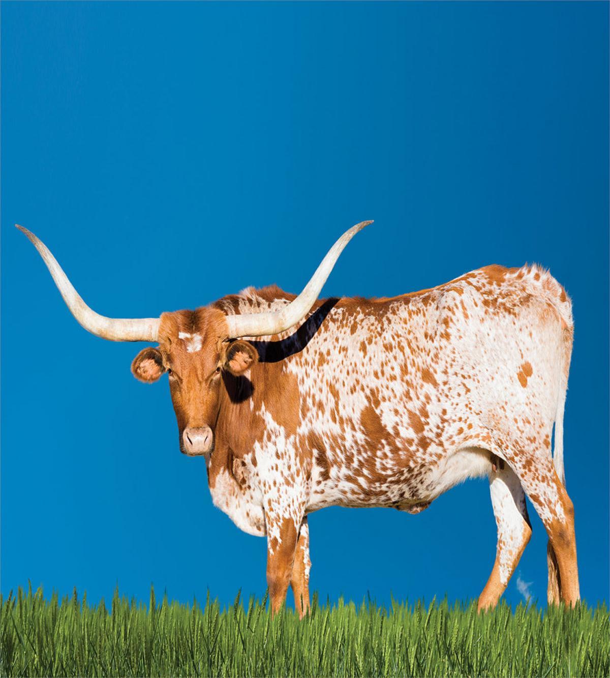 Female Cow and Open Sky — Pattern