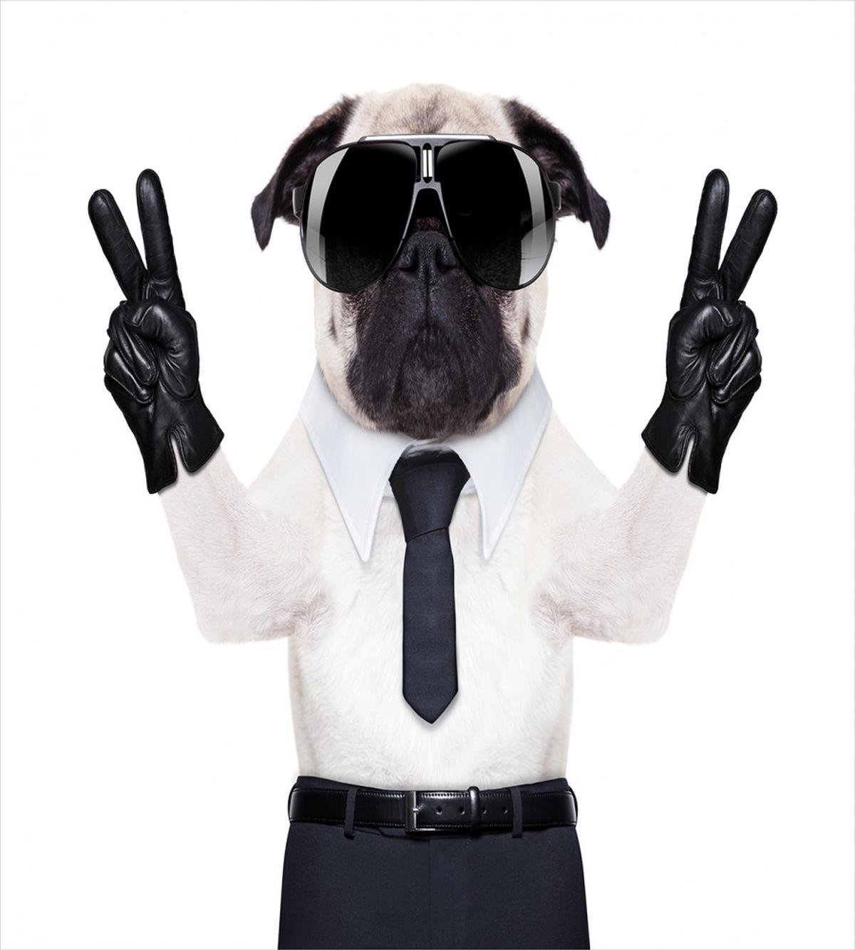 Looking Dog Glasses — Pattern