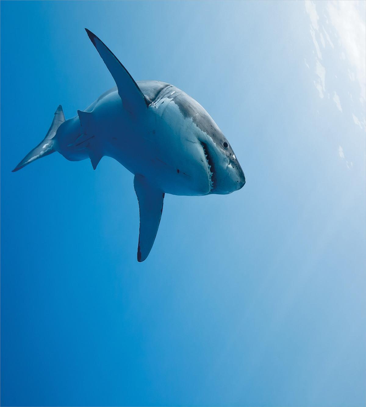Fish in Ocean Swimming — Pattern