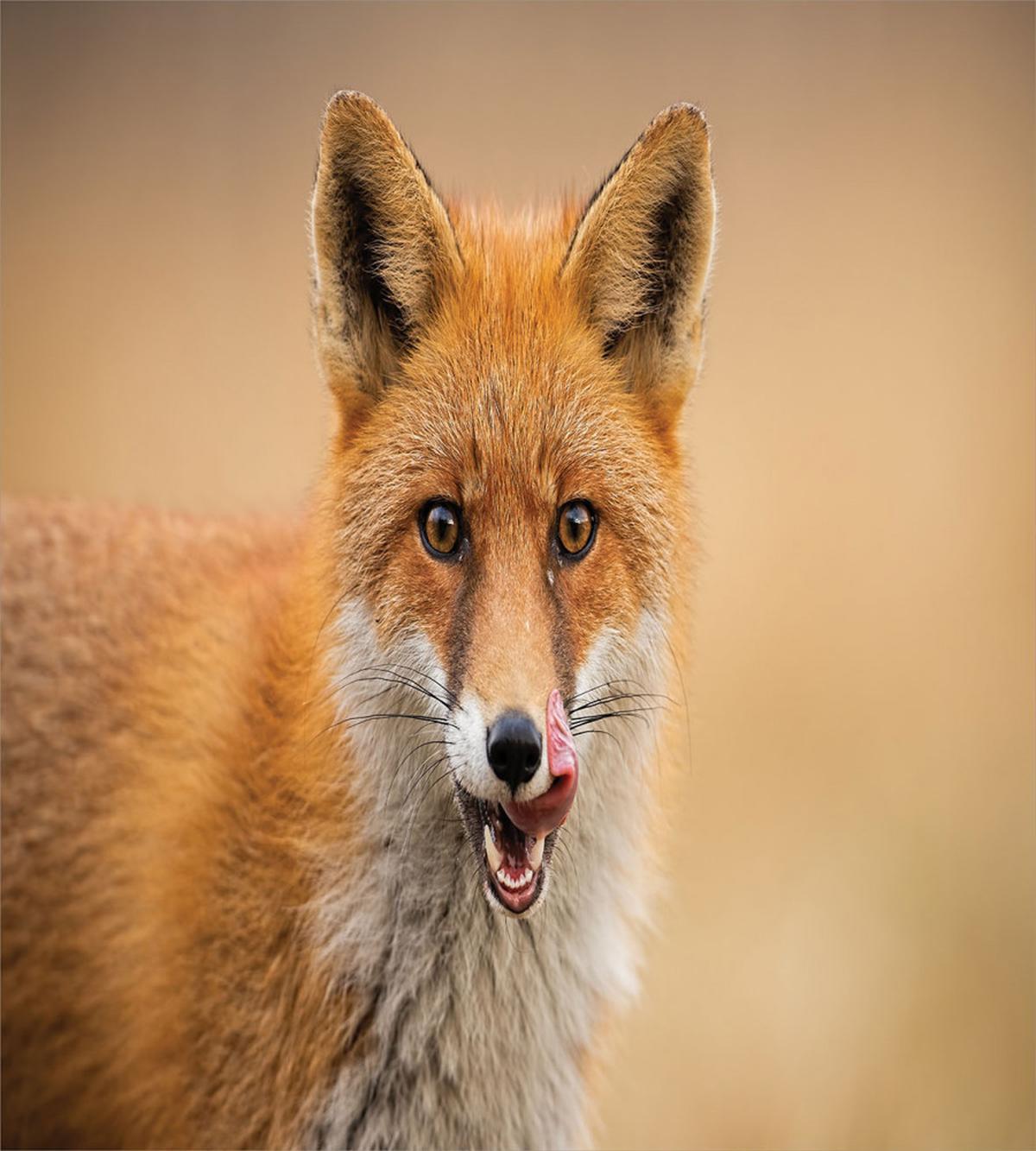 Hungry Young Coyote on Blurred — Pattern