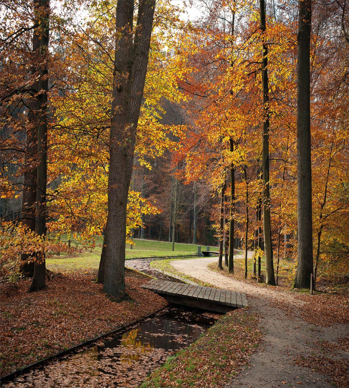 Gloomy Day Forest Path — Pattern