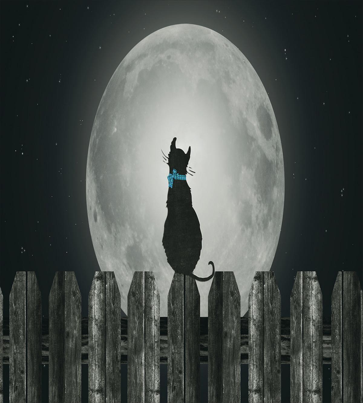 Cat Looking at the Moon — Pattern