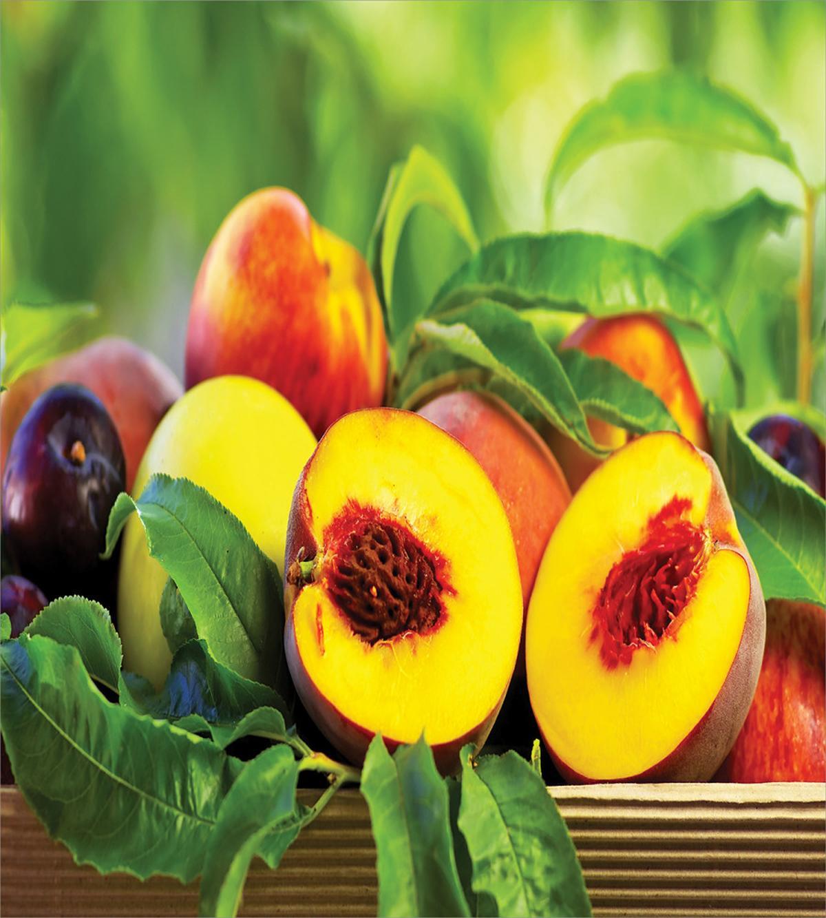 Agricultural Country Food — Pattern