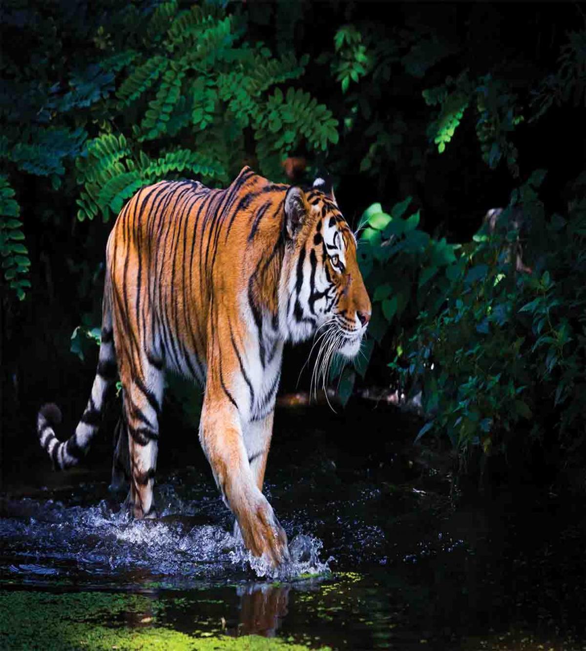 Wild Jungle Tiger Tree — Pattern
