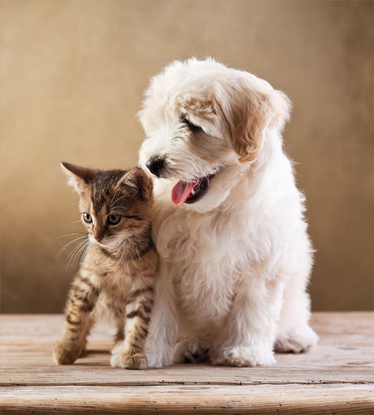 Kitten and Dog Friends — Pattern