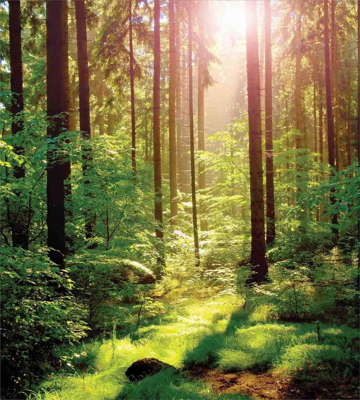 Sunset Moss Woods Trees — Pattern