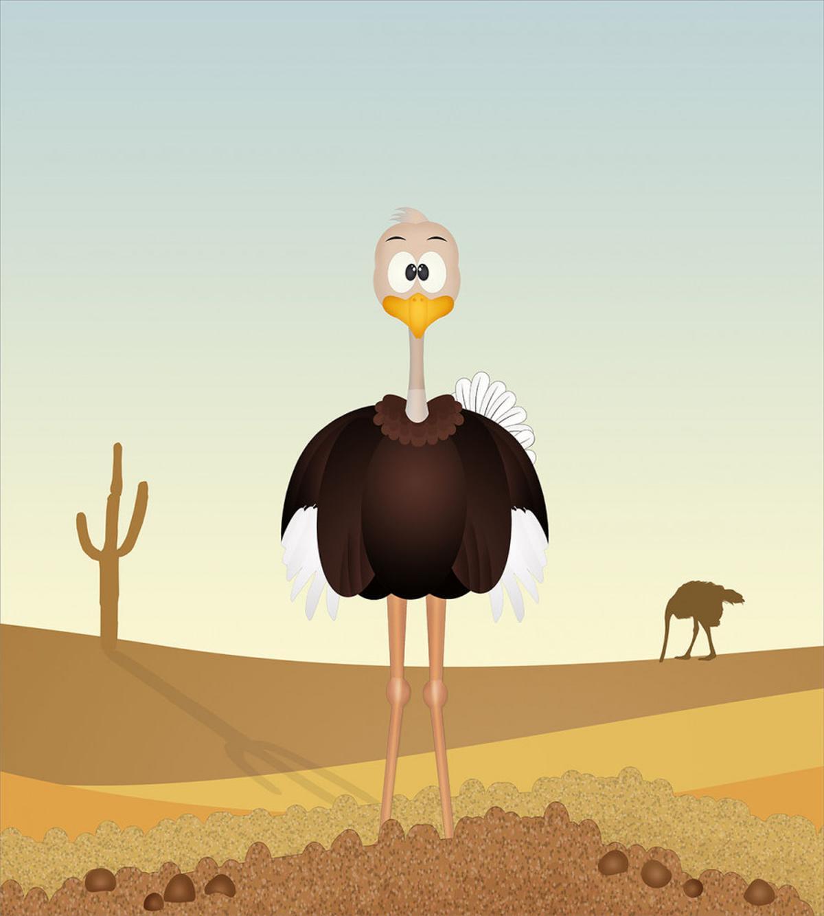 Front Portrait Desert Area — Pattern