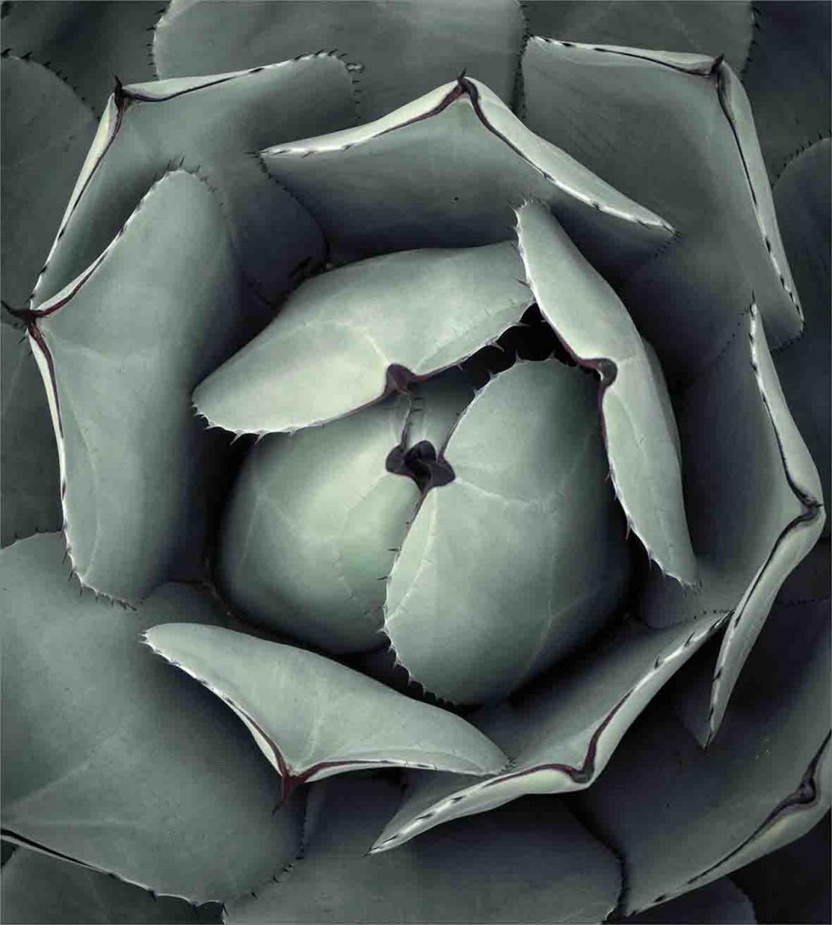 Flourishing Grey Cactus — Pattern