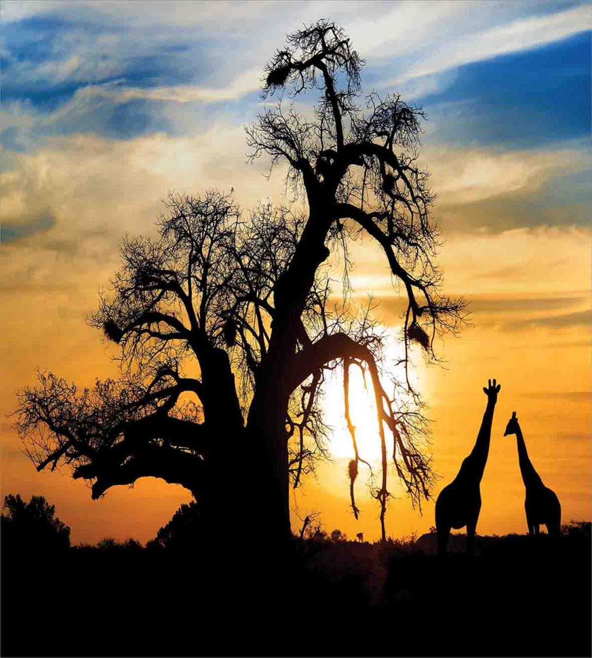 Giraffes Baobab Tree — Pattern