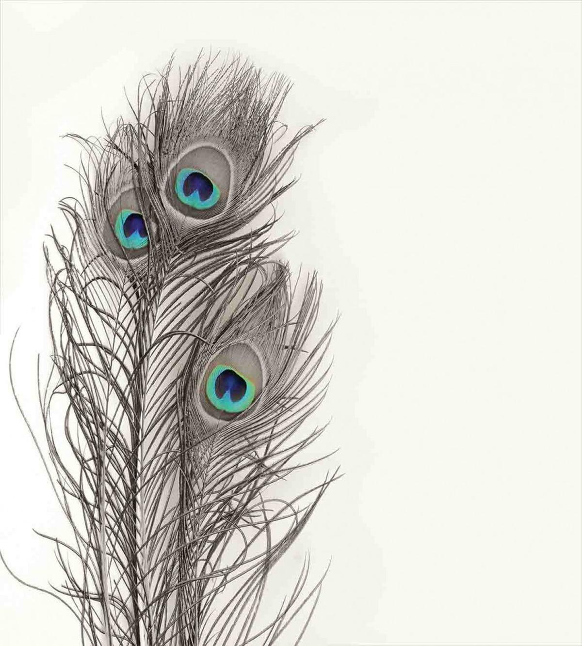 Feathers of Exotic Bird — Pattern