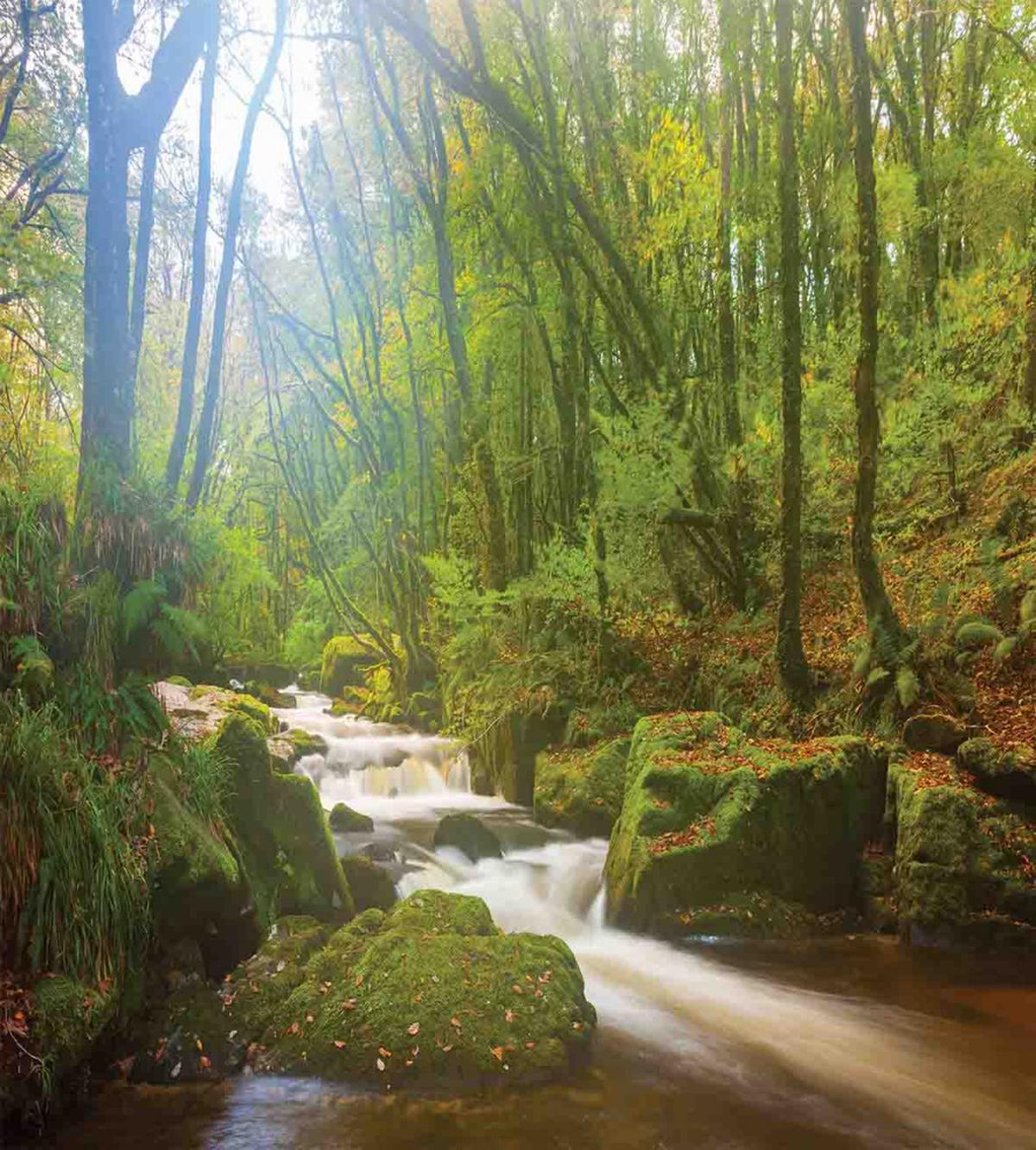 Forest at Golitha Falls — Pattern