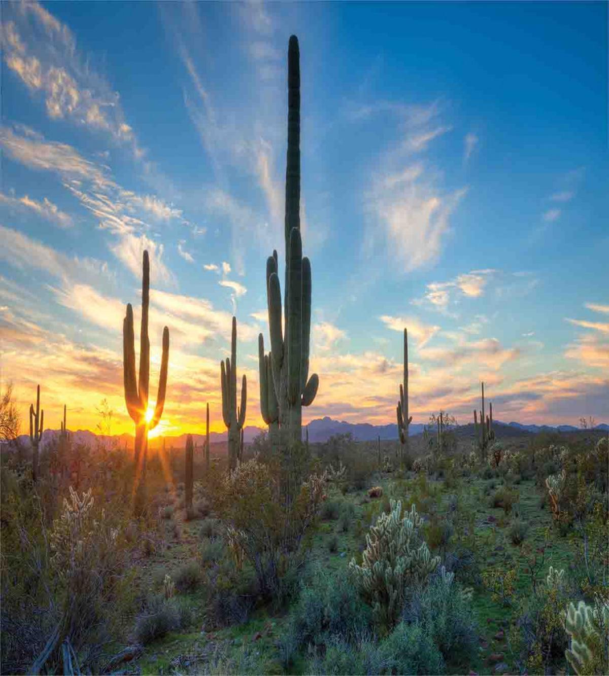 Cactus Noon — Pattern