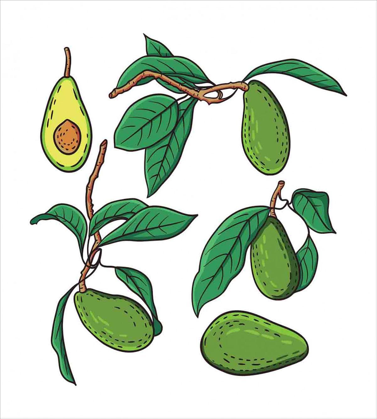 Exotic Fruits on Branch — Pattern