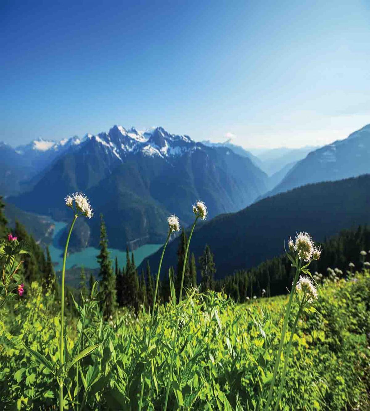 Diablo Lake Dandelions — Pattern