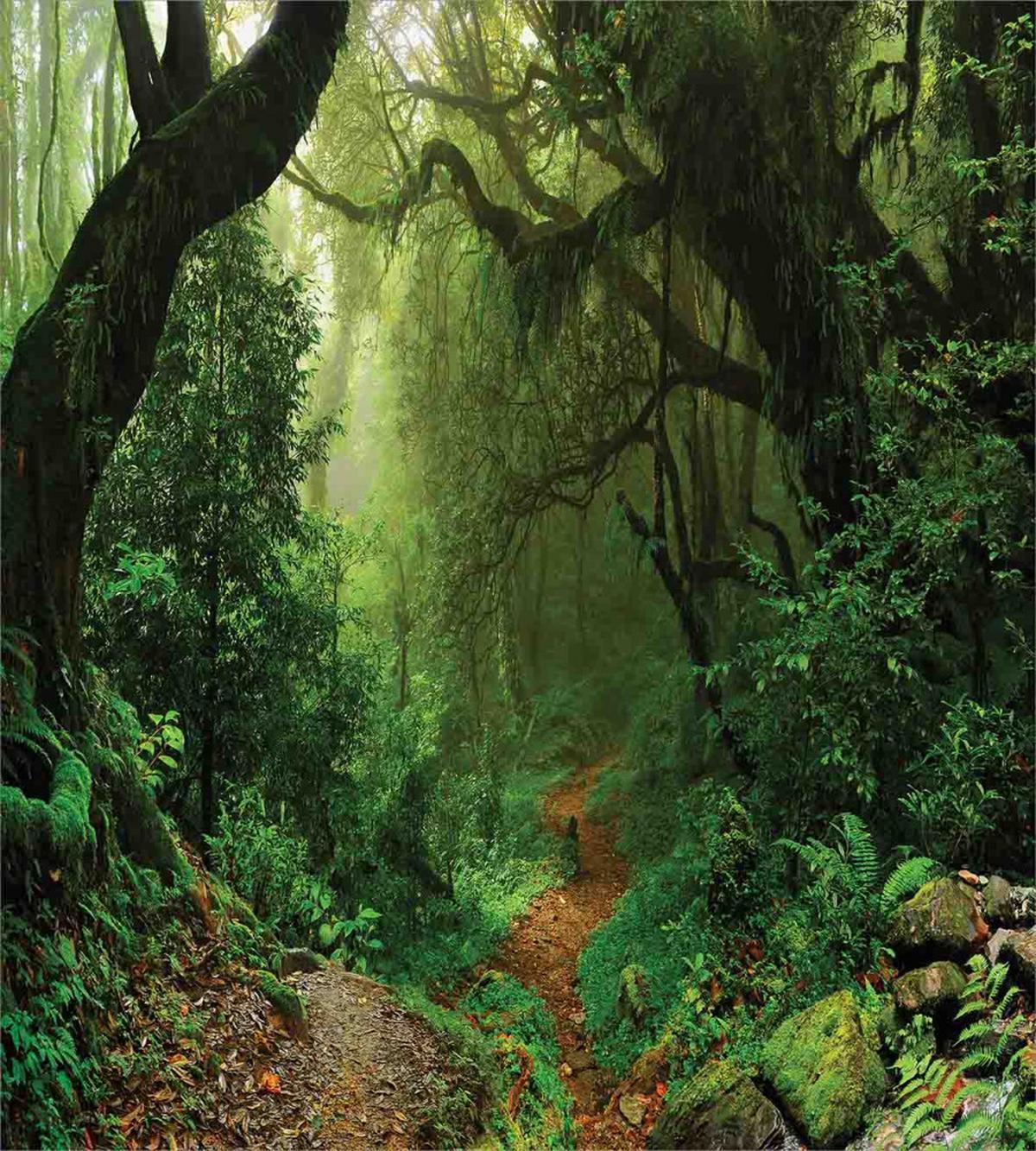 Forest in Asia Touristic — Pattern