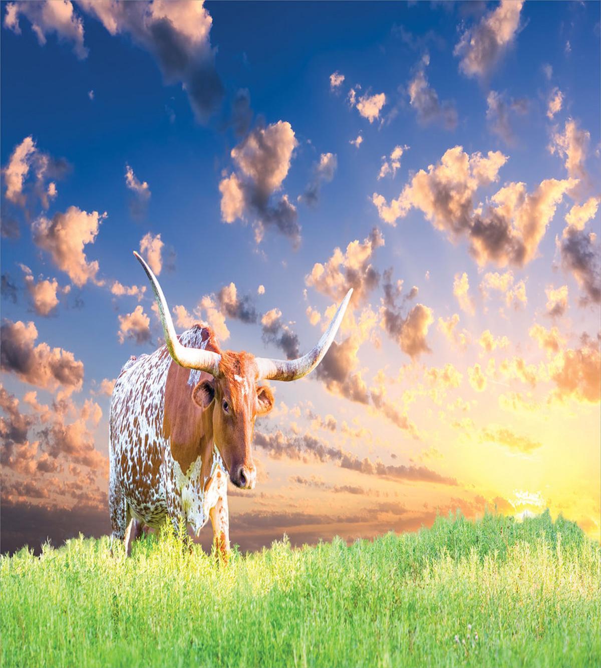 Female Cow in Pasture Sky — Pattern