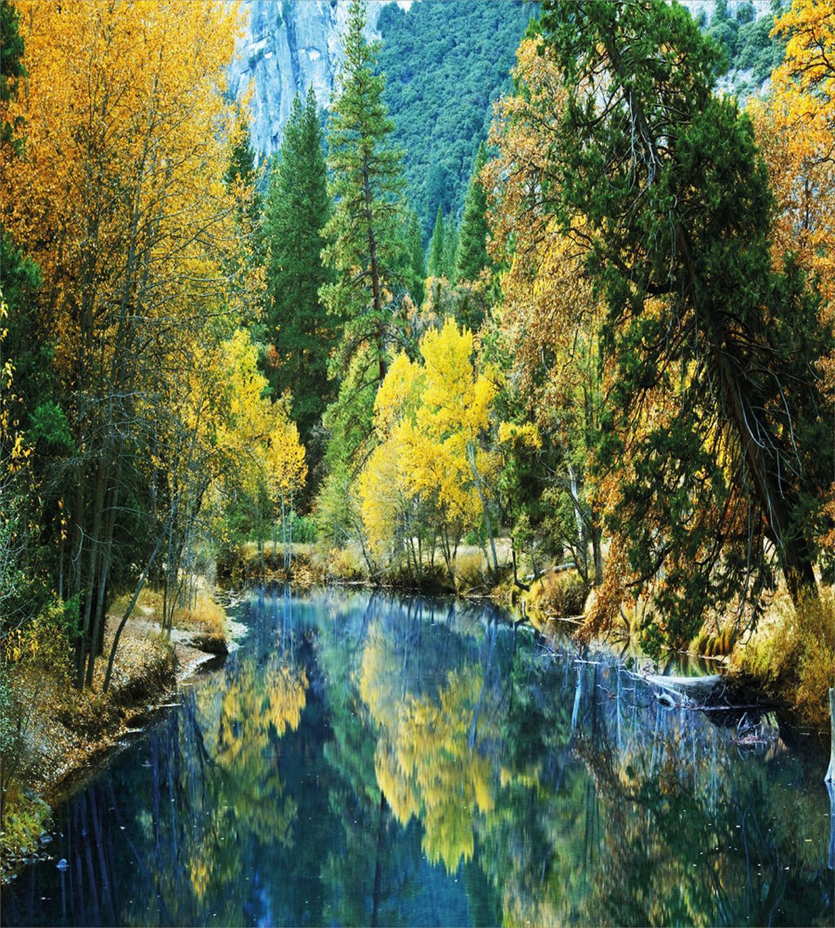 Autumn Forest Landscape — Pattern